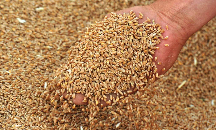 фотография продукта Пшеница, Овес Недорого! 