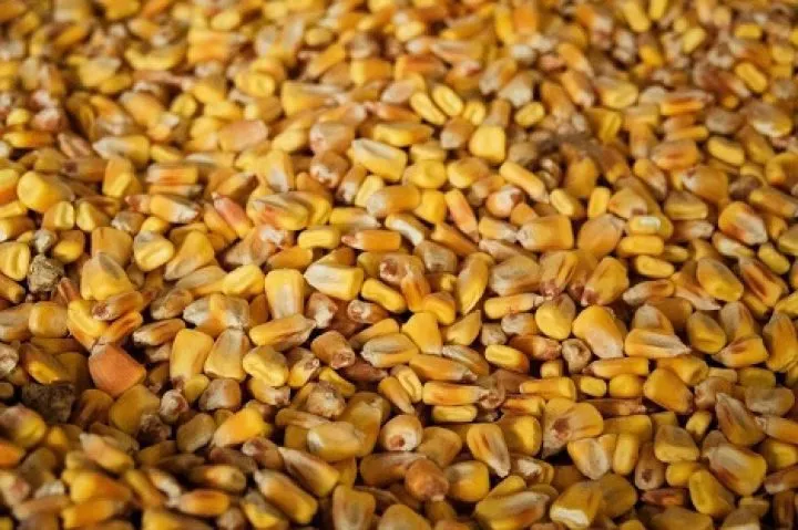 фотография продукта Кукуруза 